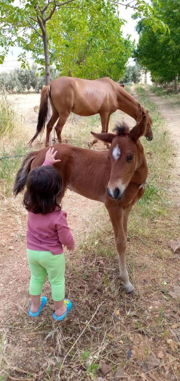 מלון Le Chene D'אזרו מראה חיצוני תמונה